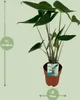 Meergroothandel Alocasia Zebrina (Elefantenohr) - 75 cm, Produktbild-Vorschau 3