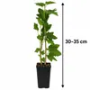 Schwarze Johannisbeere ‘Titania’ 30–35 cm – Ribes nigrum, Produktbild-Vorschau 5