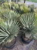 Yucca Rostrata ca.120cm Winterhart bis -19 Grad  blaue Produktbild-Vorschau 7