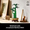 Dracena sandera Podgląd zdjęcia produktu 48