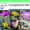 SAFLAX Garden to go - Kvitnúce kamene / Conophytum Mix - Náhľad obrázku produktu 10