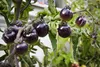 SAFLAX  -- Tomate - Cerise noire - 10 graines - Avec Voir les images du produit 9