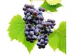 Vinná révabezsemenná FloraSelfVitis vinifera 'Venus' 60-100 Náhled obrázku produktu 1