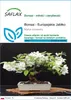 SAFLAX - Bonsai - Europejskie Jabłko - 30 Nasiona - Malus Podgląd zdjęcia produktu 1