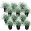 Blauschwingel-Gras - Festuca glauca - Set mit 12 Pflanzen - Produktbild-Vorschau 1
