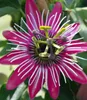 BALDUR Garten 1x Winterharte Passionsblumen 'Ladybirds Produktbild-Vorschau 3