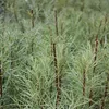 2 x brehová vŕba - Salix elaeagnos 'Angustifolia' | 30-40 Náhľad obrázku produktu 2
