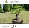 Semi di bonsai esotici ad alto tasso di germinazione - set Anteprima dell’immagine prodotto 5