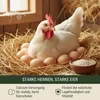 Leimüller Mangime per polli 25 kg Fitness Müsli - Mangime Anteprima dell’immagine prodotto 4