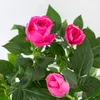 3er-Set - Topfrosen Rosa - Für drinnen und draußen - Produktbild-Vorschau 3