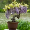 GROW2GO Bonsai Startpakket, inclusief GRATIS e-book - Productafbeelding-voorbeeld 4
