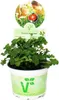 Duftgeranie "Apfel" - Pelargonia odorata  Hybr. Produktbild-Vorschau 1