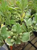 Weißbunter Chinesischer Klebsame - Pittosporum tobira Produktbild-Vorschau 1