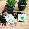 Seedhero  Kräutersamen-Set mit 12 Sorten Produktbild-Vorschau 7