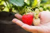 Ponthier ERDBEEREN PÜREE Camarossa-Mara-des-Bois-Beeren 2x Produktbild-Vorschau 5