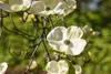 Cornus florida, Blumen-Hartriegel, 60–80 cm, weiße Blüten Produktbild-Vorschau 9