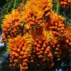 Colvilles Gloriebaum (Colvillea racemosa)  - 5 Samen Produktbild-Vorschau 1