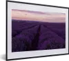 MuchoWow® Gerahmtes Poster Lavendel - Lila - Blumen - Natur Produktbild-Vorschau 1