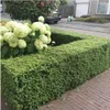 Plants by Frank - Haie de houx de 1 mètre - Ilex crenata « Voir les images du produit 2