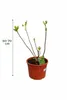 Ficus carica Bornholms Busch 50–70 cm – Winterharte Feige, Produktbild-Vorschau 5