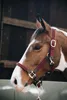 Kentucky Horsewear Stallhalfter Plaited Nylon Halfter Produktbild-Vorschau 6