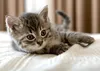 A close-up of a tabby kitten lying on a white textured surface. Náhľad obrázku produktu