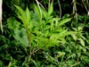 Kyushu-arónie (Amorphophallus kiusianus) – 1 vyklíčené Náhled obrázku produktu 3