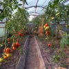 Transparente PE Gewächshausfolie für Garten und Gewächshaus Produktbild-Vorschau 3