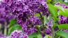 Bloomique - Syringa 'Bloomerang Dark Purple' - Lilas - Voir les images du produit 3