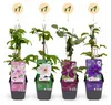 Green boutiQ - Klimplant - Clematis Rainbow - Bloem Roze Voir les images du produit 2