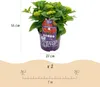 Cuore esotico - Hortensia - Hydrangea Forever & Ever - Anteprima dell’immagine prodotto 3