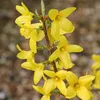 2 x  Forsythia  - Forsythia intermedia 'Lynwood'  | 50-60 Náhľad obrázku produktu 2