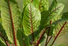Blut-Ampfer, im 11 cm Topf - Rumex sanguineus Produktbild-Vorschau 6