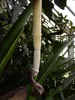 Alocasia (Alocasia portei) - 1 semilla germinada Vista previa de la imagen del producto 4