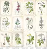 Scrapbooking-Papier Set 30×30 cm – SLS-049 Herbarium 2 – Produktbild-Vorschau 16
