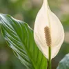 Spathiphyllum (mesiacovka) - izbová rastlina, 70 - 80cm, Náhľad obrázku produktu 2
