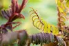 Albizia julibrissin 'Summer Chocolate', Seidenbaum, Produktbild-Vorschau 3