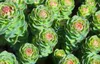 Rhodiola Rosea Plus - 60 Kapseln 35g Produktbild-Vorschau 4