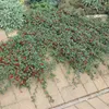 Bodendecker - Kriechmispel - Teppichmispel - Cotoneaster Produktbild-Vorschau 7