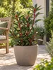 Tasmanischer Bergpfeffer ‘Red Spice’ – Drimys lanceolata, Produktbild-Vorschau 1