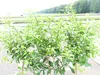 Citrus Yuzu 130 - 150 cm, Zitronenbaum Zitrone, japanische Produktbild-Vorschau 3