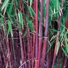 Bakker.com - Roter bambus, Der topf / 1.5L / Lieferhöhe ca. Produktbild-Vorschau 1