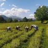 Oligri Griechischer BIO Bergtee aus Kozani - Sideritis Produktbild-Vorschau 9