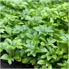 Plants by Frank | 48 Plantes de pachysandre | Pachysandra Voir les images du produit 3