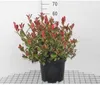 Photinia fraseri 'Camilvy' - Glanzmispel, 40-60 cm - In pot Productafbeelding-voorbeeld 1