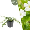 Plants by Frank | 60 Plantes de pervenche blanche | Vinca Voir les images du produit 1
