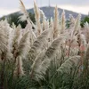 A close-up view of pampas grass plumes with a blurred background of a hill and sky. Produktbild-Vorschau