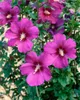 Hibiscus syriacus 'Russian Violet', Gartenhibiskus, Produktbild-Vorschau 3