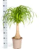 Elefantenfuß Stamm Ø21cm - ↕60 - 80cm Produktbild-Vorschau 7