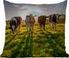 MuchoWow® Outdoor Kissen - Kühe - Sonne - Gras - Tiere - Produktbild-Vorschau 6